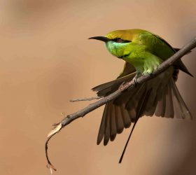 green_bee_eater