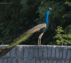 peacock2