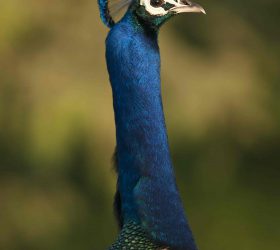 peacock_3