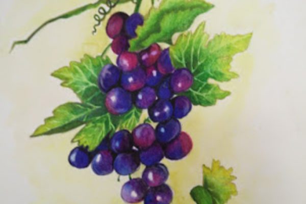 Drashini 12C Nature study Grapes