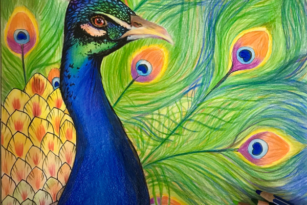 Draw a Peacock Zainab-8D